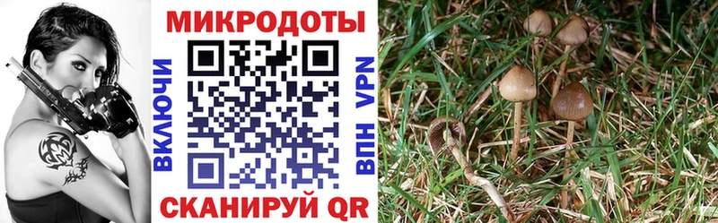 Купить где  Николаевск  Галлюциногенные грибы мицелий 